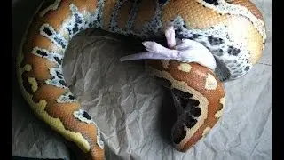Blood Python Collection