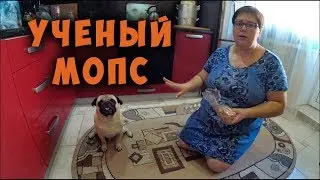 Выходной. Дом. Мопс. Домашний влог.
