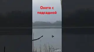 А вот и он😬 #охота #охотанауток #охотанагуся #shortvideo #maxhunter #весенняяохота