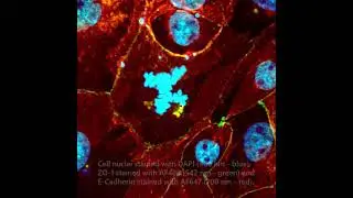 Multi-photon image of dividing cell from porcine nasal epithelium
