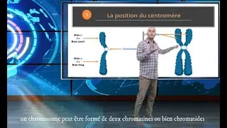 Classification des chromosomes dans un caryotype