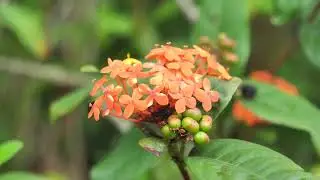 Beautiful flower