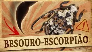 Conheça o RARO besouro-escorpião (Onychocerus albitarsis)