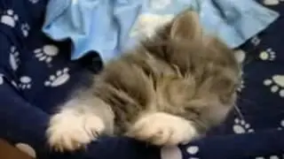sleepingkitten WMV V9