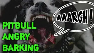 PITBULL BARKING | DOG BARKING LODLY | ANGRY BARKING DOG