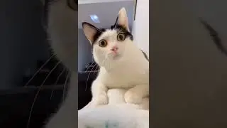 Cute Cats #youtubeshorts #funnyvideo #shorts