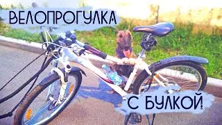 Обкатали новую шлейку - настала эра фиолетового