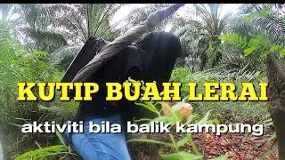 Teknik pantas mengutip buat sawit lerai