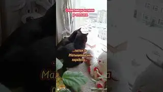 Мода такая пошла...😂(Сплетницы кошки у окошка) 