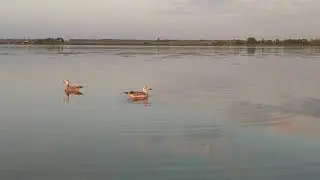 Птицы