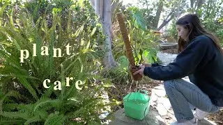 a lil plant care