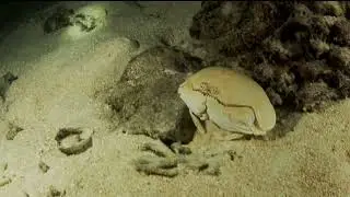 Sunday Night Dive Club North Point to Emon Beach  17 September, 23