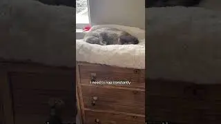 When you love something enough to watch them sleep all day 😻 #furbo #furbomoments #furbocatcamera