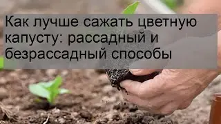 Как лучше сажать цветную капусту: рассадный и безрассадный способы