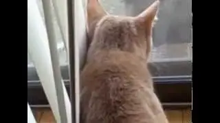 Quincy vs The Gray Cat