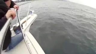 дельфины! Два!