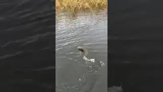 Ловим щуку у тростника.