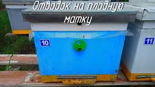 Отводок на плодную матку