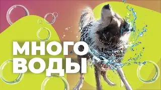 СКОЛЬКО НУЖНО ПИТЬ СОБАКЕ? 🐕 Можно ли убирать воду у собаки? Как научить щенка пить по команде 🐩