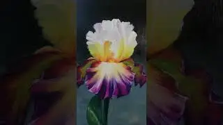 Ирис маслом. Живопись цветы