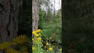 Господь Ты чудесный творец🥰🌱
