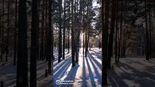 Зимний лес