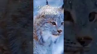 Поздравляю с началом Зимы!