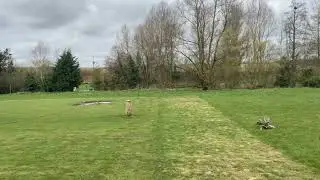 Buzzard training
