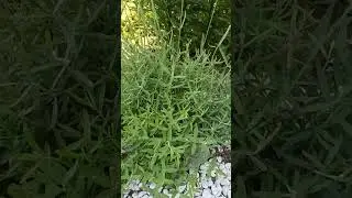 Лаванда готовится к цветению.