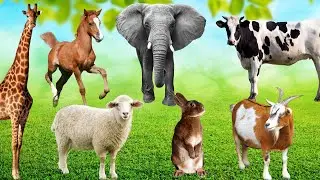 Learning About Herbivores - Giraffes, Goats, Horses, Sheep, Elephants, Cows