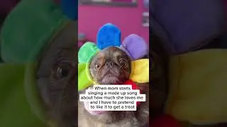 Worth It 😮‍💨 #funnydog #dogsofinstagram #youtubechamps #kingchillithepug #pug #dogshorts