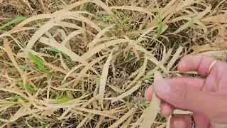 तणनाशकाशिवाय तण नियंत्रण करा Control Weeds without using Weedicides #weedicide #weedcontrol