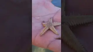⭐️ Морская звезда