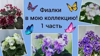 A Brief Overview of Five Varieties of Violets! Part 1