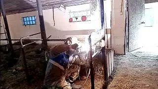 Корова в запуске, а телёнка нет🤷‍♀️Ремонт в сарае 🐮