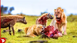 Worst Fate Of Hyena when Lion Destroyed Family