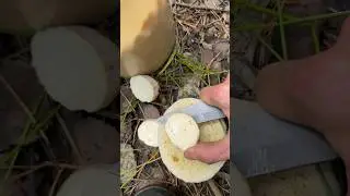 Начало положено!Грибной сезон открыт!!! оставили белочкам !!