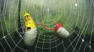 Atrapado en una telaraña | LARVA | Wildbrain Niños
