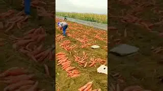 Батат полезнее и вкуснее картошки, каларадский не ест. Дороже в 6 раз. Идея для деревни. #Shorts