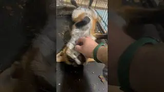 Наигранное недовольство #лиса #fox #животные #лисаальма