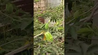 маракуя