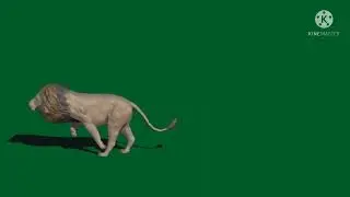 green screen lion !! green screen video !! green screen animal !!