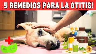👂¡Adiós a la Otitis! 5 REMEDIOS Caseros que FUNCIONAN en 1 día! ✨