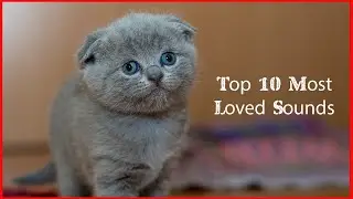 Top 10 Most Loved Sounds | White Noise