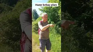 Zehirsiz Bozyörük yılan 🐍 #yılan #kamp #mantaravcısı #bushcraft