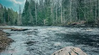 форелевый chillout