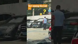 🐈The Cat Though🤣🤣🤣 #short #trending