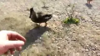 Curse your sudden but inevitable betrayal!