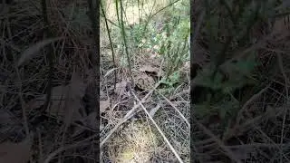 Знали ли вы, что в Анапе водятся черепахи?
