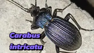 Плутающая жужелица (Carabus intricatu)